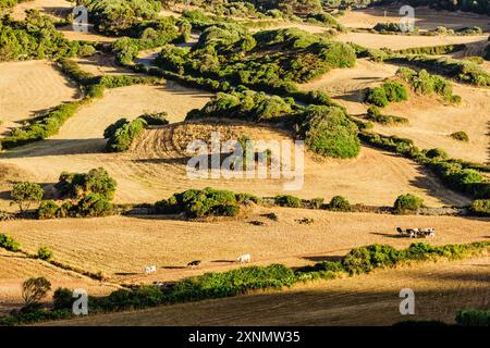 Pascoli e macchia, fattoria Santa Cecilia, Ferreries, Minorca, Isole Baleari, Spagna, Europa Foto Stock