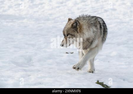 Lupo grigio (Canis lupus), noto anche come lupo di legno, in autunno, Museo Eco, Ste Anne de Bellevue, QC Foto Stock