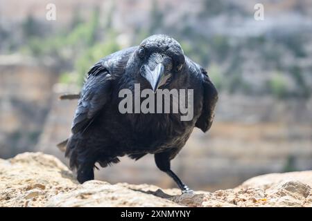 Corvo comune in primo piano sul bordo della scogliera con la faccia che sembra curiosa Foto Stock