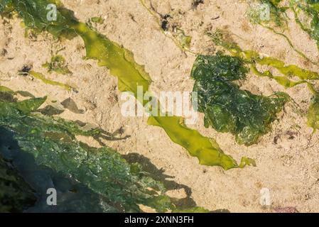 Fronde delle alghe verdi, lattuga marina (Ulva lactuca) a Eastbourne, Sussex Foto Stock