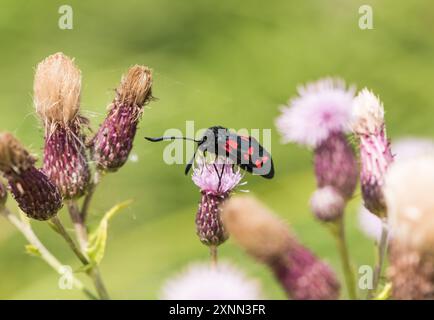 Falena Burnet (Zygaena filipendulae) che si nutre su un cardo a Rye Meads, Herts. Foto Stock