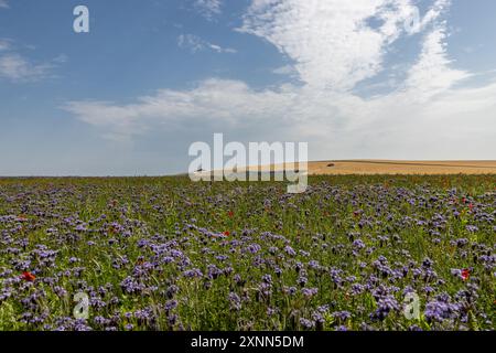 Un paesaggio rurale del Sussex con un campo di colture di facelia che crescono durante il sole estivo Foto Stock