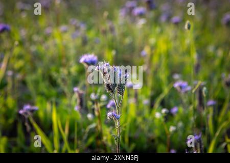 Un primo piano di un fiore di phacelia in un campo nel Sussex, con una profondità di campo bassa Foto Stock