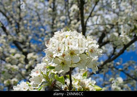 Fuoco selettivo sui fiori primaverili dell'albero di pera della gallery in una giornata di sole con cielo blu -01 Foto Stock