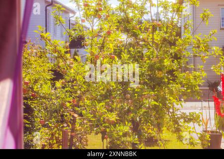 Vista dell'albero di mele con frutta e case sullo sfondo nelle giornate di sole, vista dalla finestra aperta con tenda viola. Foto Stock