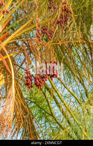 Primo piano di variopinti ammassi di datteri. Pronti a maturare datteri appesi all'albero Foto Stock