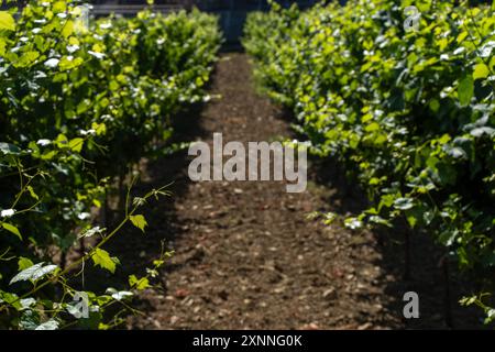 Un vigneto soleggiato con filari di viti che si estendono in prospettiva. Il concetto di vinificazione e agricoltura. Foto di alta qualità Foto Stock