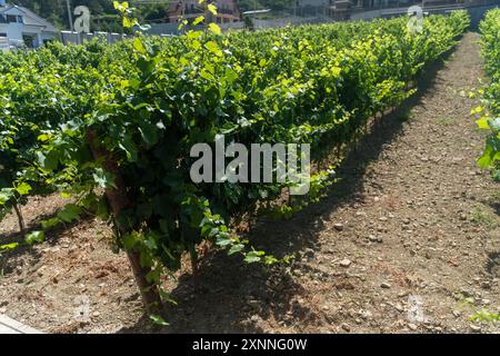 Un vigneto soleggiato con filari di viti che si estendono in prospettiva. Il concetto di vinificazione e agricoltura. Foto di alta qualità Foto Stock