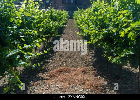 Un vigneto soleggiato con filari di viti che si estendono in prospettiva. Il concetto di vinificazione e agricoltura. Foto di alta qualità Foto Stock