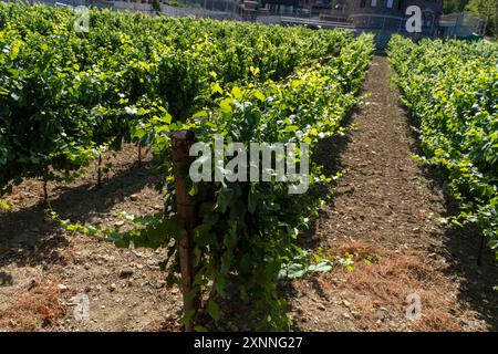 Un vigneto soleggiato con filari di viti che si estendono in prospettiva. Il concetto di vinificazione e agricoltura. Foto di alta qualità Foto Stock