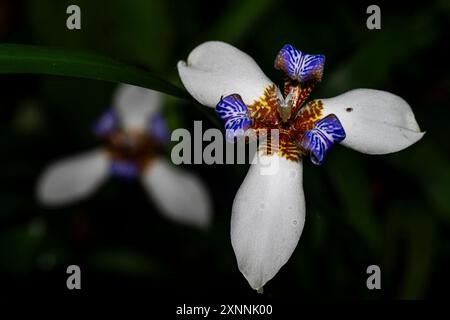 Fiore blu e bianco dell'Iris da vicino Foto Stock