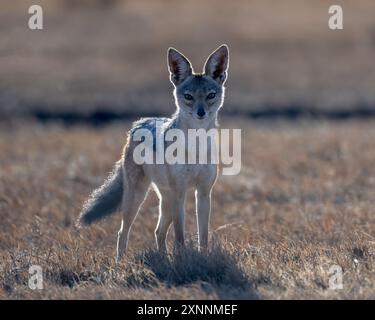 Lo sciacallo nero (Canis mesomelas), chiamato anche sciacallo argentato, è un canino di medie dimensioni originario dell'Africa orientale e meridionale Foto Stock