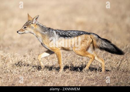 Lo sciacallo nero (Canis mesomelas), chiamato anche sciacallo argentato, è un canino di medie dimensioni originario dell'Africa orientale e meridionale Foto Stock