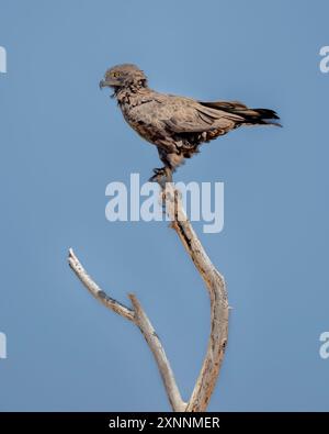 L'aquila di serpente bruno (Circaetus cinereusis, una specie piuttosto grande di rapina della famiglia degli Accipitridae. Trovato nell'Africa occidentale, orientale e meridionale Foto Stock