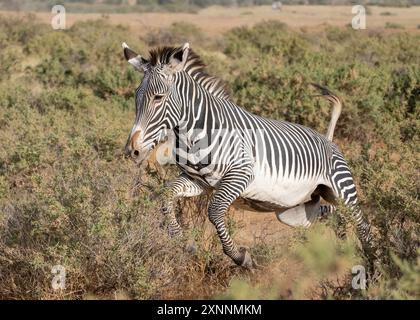 La Zebra di Grevy (Equus grevyi), nota anche come zebra imperiale, è il più grande equide selvatico vivente e il più minacciato delle tre specie di zebra Foto Stock