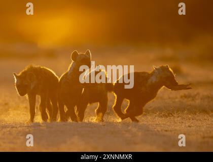 La iena maculata (Crocuta crocuta), nota anche come iena da ridere, è una specie di iena, Foto Stock