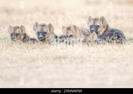 La iena maculata (Crocuta crocuta), nota anche come iena da ridere, è una specie di iena, Foto Stock