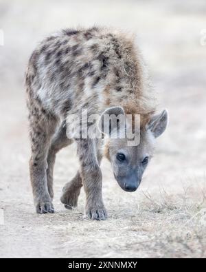 La iena maculata (Crocuta crocuta), nota anche come iena da ridere, è una specie di iena, Foto Stock