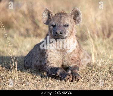 La iena maculata (Crocuta crocuta), nota anche come iena da ridere, è una specie di iena, Foto Stock