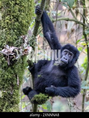 Il gorilla di montagna giovanile (Gorilla beringei beringei) è una delle due sottospecie del gorilla orientale. Foto Stock