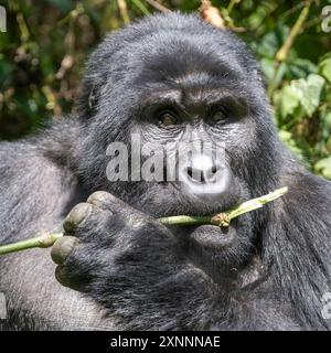 Il gorilla di montagna madre (Gorilla beringei beringei) è una delle due sottospecie del gorilla orientale. Foto Stock