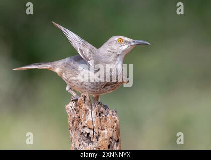 Thrasher (Toxostoma curvirostre), di medie dimensioni originaria della maggior parte del Messico e dei deserti del sud-ovest degli Stati Uniti Foto Stock