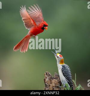 Cardinale del Nord (Cardinalis cardinalis), interazione con il picchio dorato (Melanerpes aurifrons) Foto Stock