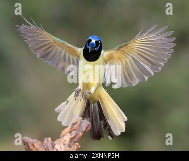 Green Jay (Cyanocorax luxuosus), Santa Clara Ranch, Rio grande Valley, Texas meridionale Foto Stock