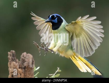 Green Jay (Cyanocorax luxuosus), Santa Clara Ranch, Rio grande Valley, Texas meridionale Foto Stock