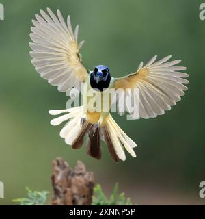 Green Jay (Cyanocorax luxuosus), Santa Clara Ranch, Rio grande Valley, Texas meridionale Foto Stock