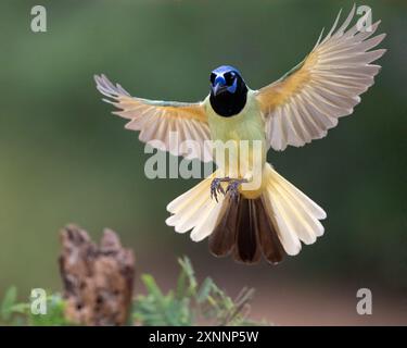 Green Jay (Cyanocorax luxuosus), Santa Clara Ranch, Rio grande Valley, Texas meridionale Foto Stock