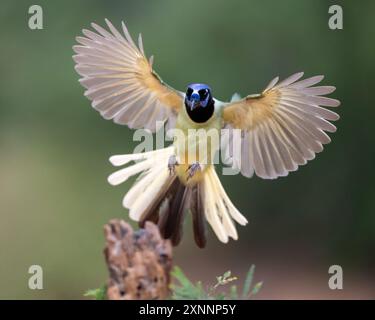 Green Jay (Cyanocorax luxuosus), Santa Clara Ranch, Rio grande Valley, Texas meridionale Foto Stock