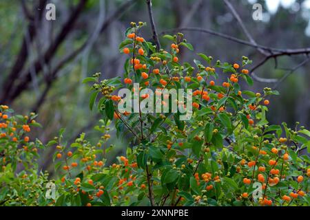 Un cespuglio di caprifoglio (Lonicera tatarica) con frutti di arancia brillante, che cresce in un habitat boschivo selvaggio. Foto Stock