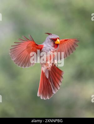 Il Pyrrrhuloxia (Cardinalis sinuatus), o cardinale del deserto, è un uccello di merluzzo nordamericano di medie dimensioni che si trova nel sud-ovest e nel nord del Messico. Foto Stock