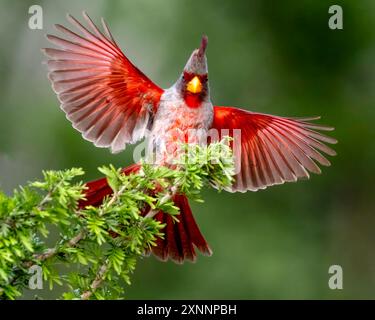 Il Pyrrrhuloxia (Cardinalis sinuatus), o cardinale del deserto, è un uccello di merluzzo nordamericano di medie dimensioni che si trova nel sud-ovest e nel nord del Messico. Foto Stock