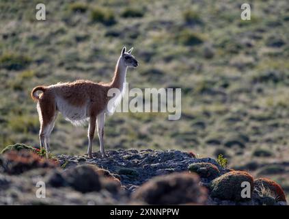 Il guanaco (Lama guanicoe) è un camelide nativo del Sud America, strettamente imparentato con il lama Foto Stock