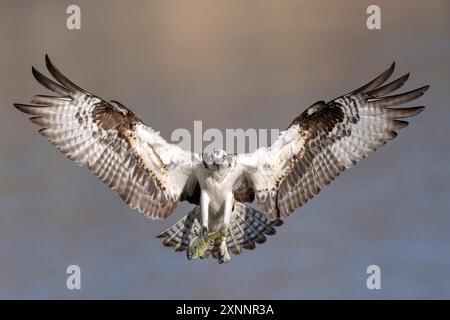 Falco Osprey o falco di pesce (Pandion haliaetvus) in volo portando il pesce al nido con pulcini, California settentrionale, Nord America Foto Stock