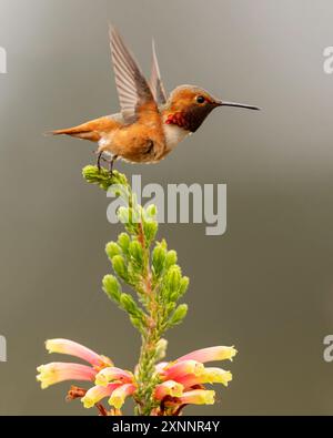 Hummingbird di Allen (Selasphorus sasin) durante la primavera presso UC Santa Cruz Arboretum, California Foto Stock