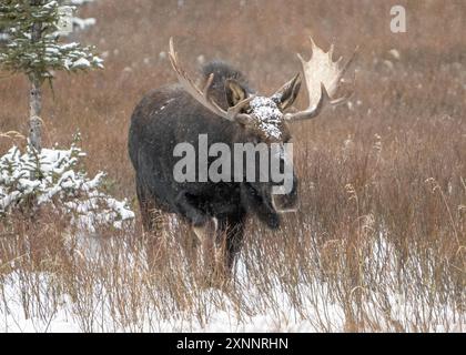 Bull Moose (Alces alces) all'inizio dell'inverno, parco nazionale di Yellowstone, Wyoming, Nord America Foto Stock