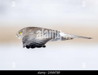 Northern Harrier (Circus hudsonius) in volo, Utah, Nord America Foto Stock