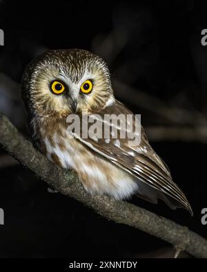 Gufo di sega settentrionale (Aegolius acadicus), Utah, Nord America Foto Stock