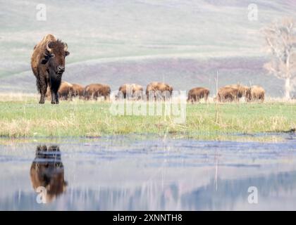 American Bison (Bison bison) Reflection, Lamar Valley, Yellowstone, National Park, Wyoming, nord America Foto Stock