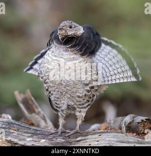 Grouse Ruffed (Bonasa umbellus), esposizione riproduttiva, che si verifica nelle foreste dai monti Appalachi attraverso il Canada fino all'Alaska Foto Stock