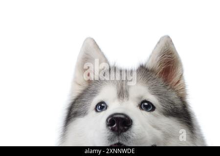 Una vista ravvicinata cattura lo sguardo intenso di un Husky siberiano. i cani che colpiscono gli occhi blu e la consistenza della pelliccia soffice sono evidenziati su un bianco puro Foto Stock