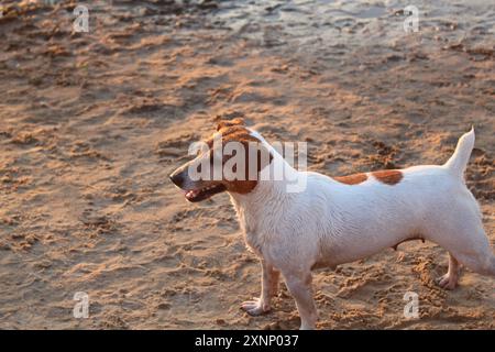 La razza di cani Jack Russell è bianca con macchie marroni sulla spiaggia al tramonto. Vacanze al mare con animali domestici. Foto Stock