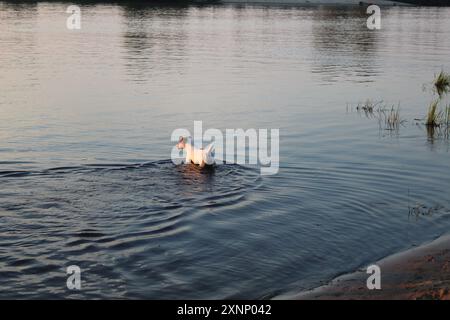 Un cane bianco della razza Jack Russell sul lago nuota in acqua. Animali domestici che camminano. Foto Stock