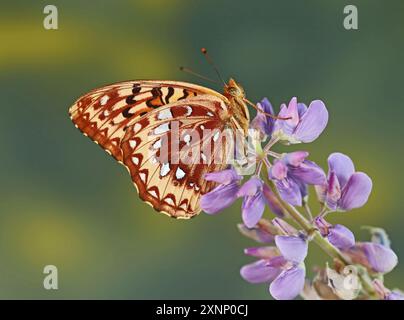 Particolare del lato ventrale di un grande Fritillario Spangled maschile, Speyeria cybele, che poggia su un fiore selvatico di lupino nella valle del fiume Metolius nel cen Foto Stock