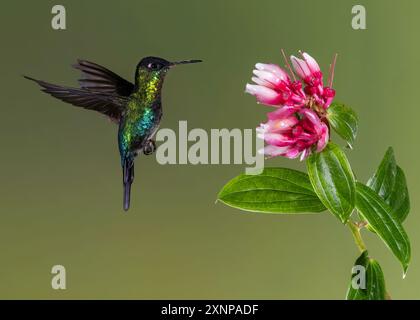 Colibrì dalla gola ardente (Panterpe insiginis), Costa Rica Foto Stock