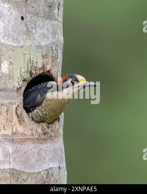 Il picchio dalle guance nere (Melanerpes pucherani) è una specie di uccello della sottofamiglia Picinae della famiglia Picidae Foto Stock