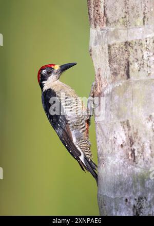 Il picchio dalle guance nere (Melanerpes pucherani) è una specie di uccello della sottofamiglia Picinae della famiglia Picidae Foto Stock